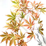 Acer Palmatum 'Kenzan'