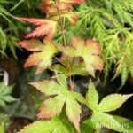 Acer palmatum 'Little Princess' - Érable du Japon 'Kioyhime'