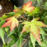 Acer palmatum 'Little Princess' - Érable du Japon 'Kioyhime'