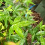 Acer palmatum 'Little Princess' - Érable du Japon 'Kioyhime'