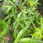 Acer palmatum 'Little Princess' - Érable du Japon 'Kioyhime'