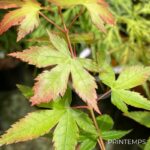 Acer palmatum 'Little Princess' - Érable du Japon 'Kioyhime'