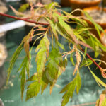 Acer palmatum 'Koshimino' - Érable du Japon