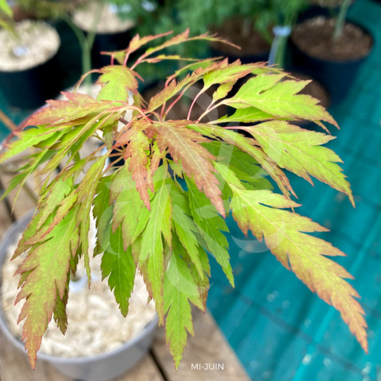 Acer palmatum 'Koshimino' - Érable du Japon