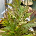 Acer palmatum 'Koshimino' - Érable du Japon