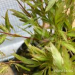 Acer palmatum 'Koshimino' - Érable du Japon