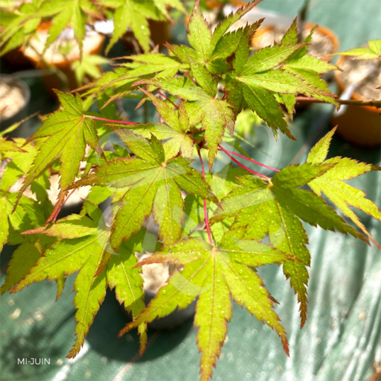 Acer palmatum 'Kyoriyu' - Érable du Japon