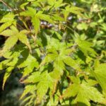 Acer palmatum 'Kyoriyu' - Érable du Japon