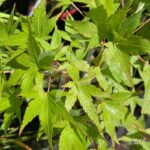 Acer palmatum 'Kyoriyu' - Érable du Japon