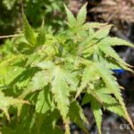 Acer palmatum 'Kyoriyu' - Érable du Japon