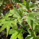 Acer palmatum 'Kyoriyu' - Érable du Japon
