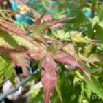 Acer palmatum 'Kyoriyu' - Érable du Japon