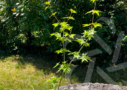 Acer palmatum 'Little Richard'