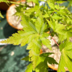 Acer palmatum 'Little Richard' - Érable du Japon