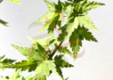 Acer palmatum 'Little Richard'