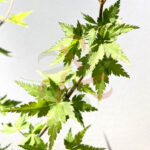 Acer palmatum 'Little Richard'
