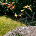 Acer palmatum 'Long Man'