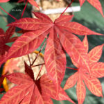 Acer palmatum 'Long Man' - Érable du Japon