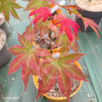 Acer palmatum 'Long Man' - Érable du Japon