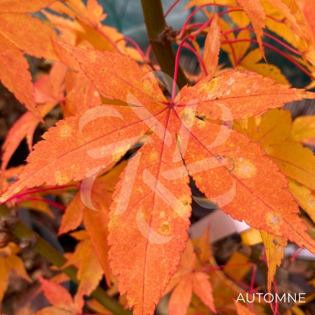 Acer palmatum 'Long Man' - Érable du Japon