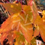 Acer palmatum 'Long Man' - Érable du Japon