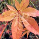 Acer palmatum 'Long Man' - Érable du Japon