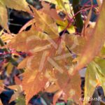 Acer palmatum 'Long Man' - Érable du Japon