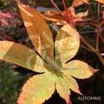 Acer palmatum 'Long Man' - Érable du Japon