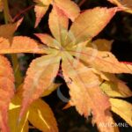 Acer palmatum 'Long Man' - Érable du Japon