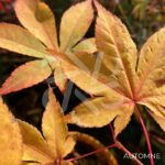 Acer palmatum 'Long Man' - Érable du Japon