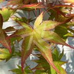 Acer palmatum 'Masu-kagami' - Érable du Japon
