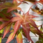 Acer palmatum 'Masu-kagami' - Érable du Japon