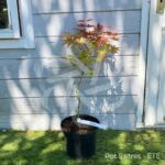Acer palmatum 'Masu-kagami' - Érable du Japon