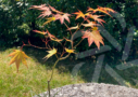 Acer palmatum 'Masu-kagami'