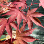 Acer palmatum 'Masu-kagami' - Érable du Japon