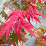 Acer palmatum 'Masu-kagami' - Érable du Japon