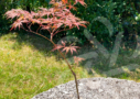 Acer palmatum 'Michiko'