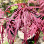 Acer palmatum 'Michiko' - Érable du Japon