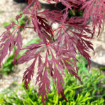 Acer palmatum 'Michiko' - Érable du Japon