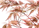 Acer palmatum 'Michiko'