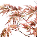 Acer palmatum 'Michiko'