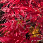 Acer palmatum 'Michiko' - Érable du Japon