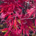 Acer palmatum 'Michiko' - Érable du Japon
