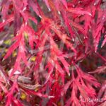 Acer palmatum 'Michiko' - Érable du Japon
