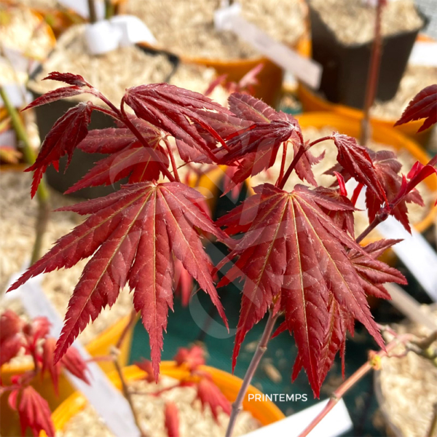 Acer palmatum 'Mila' - Érable du Japon