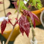 Acer palmatum 'Mila' - Érable du Japon