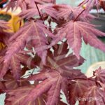 Acer palmatum 'Mila' - Érable du Japon