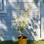 Acer palmatum 'Mila' - Érable du Japon