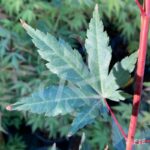 Acer palmatum 'Mila' - Érable du Japon