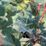 Acer palmatum 'Mila' - Érable du Japon